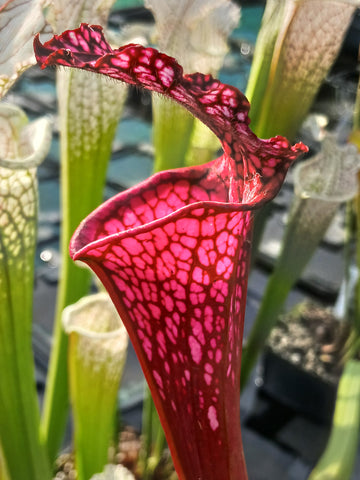 Sarracenia leucophylla "bonbon"