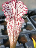 Sarracenia leucophylla "white top, fine red veins"