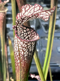 Sarracenia leucophylla "micro leuco"