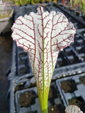 Sarracenia leucophylla {gas station, Perdido, Baldwin Co., AL}