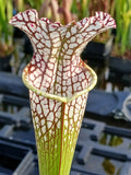 Sarracenia leucophylla "pubescent"{gas station, Perdido, Baldwin Co., AL}