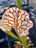 Sarracenia leucophylla "pubescent"{gas station, Perdido, Baldwin Co., AL}