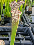 Sarracenia leucophylla "pubescent"{gas station, Perdido, Baldwin Co., AL}