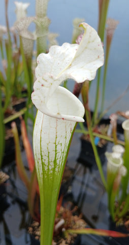Sarracenia leucophylla var. alba "very white"
