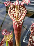 Sarracenia leucophylla {Ben's bog, Baldwin Co., AL}