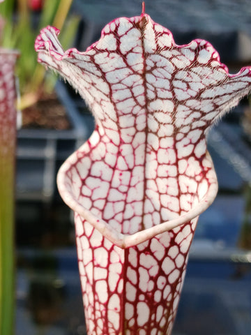 Sarracenia leucophylla "red/white" {Pensacola, Escambia Co., FL}