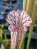 Sarracenia leucophylla {Whiting fields, near Milton, Santa Rosa Co., FL}