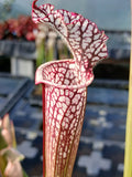 Sarracenia leucophylla {Whiting fields, near Milton, Santa Rosa Co., FL}