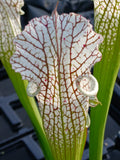 Sarracenia leucophylla "white top", ex Mc Pherson {Citronelle, Mobile Co., AL} WS
