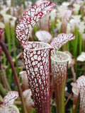 Sarracenia leucophylla "rouge"