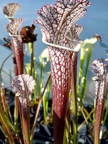 Sarracenia leucophylla "rouge"