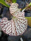 Sarracenia leucophylla {Splinter Hills bog, Baldwin Co., AL} WS