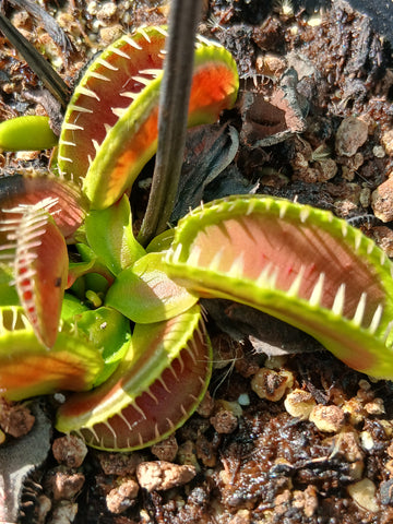 Dionaea 'Alien'