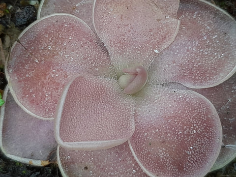 Pinguicula x "bailly"