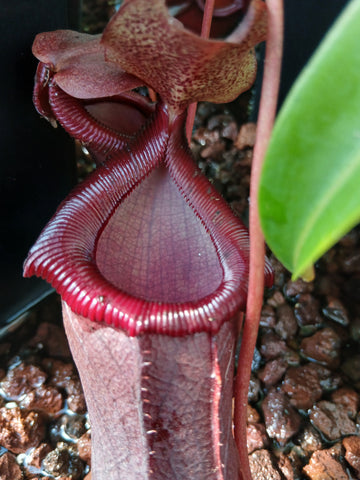 Nepenthes "bill bailey"