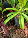Nepenthes "bill bailey"