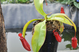 Nepenthes "bloody mary"