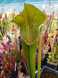 Sarracenia alata {Stone Co., MS}