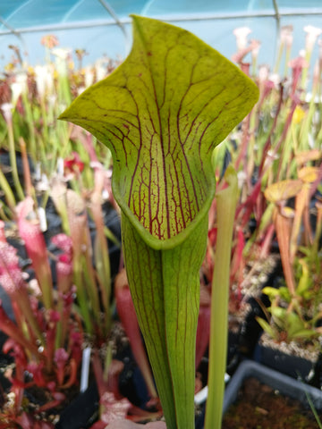 Sarracenia alata {Stone Co., MS}