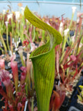 Sarracenia alata {Stone Co., MS}