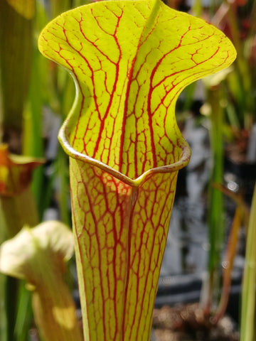 Sarracenia alata var. ornata {Hilltop Lake,TX}