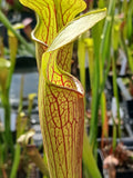 Sarracenia alata var. ornata {Hilltop Lake,TX}