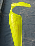 Sarracenia alata "bulbous pitcher" {Jasper Co., TX}