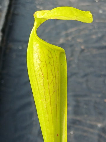 Sarracenia alata "bulbous pitcher" {Jasper Co., TX}