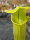 Sarracenia alata "bulbous pitcher" {Jasper Co., TX}
