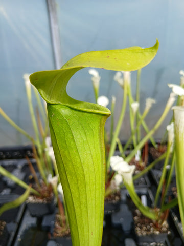 Sarracenia alata "giant"