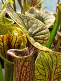 sarracenia flava var. ornata "superornata"