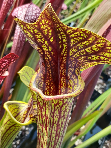 sarracenia flava var. ornata "superornata"