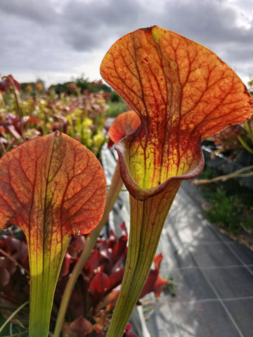 Sarracenia x "asbo"
