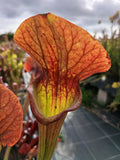 Sarracenia x "asbo"
