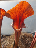 Sarracenia x "asbo"