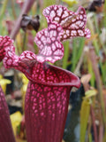 Sarracenia x 'Victoria Morley'