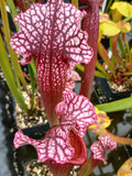 Sarracenia x 'Victoria Morley'