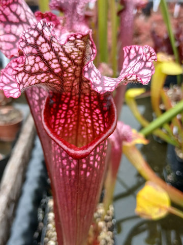 Sarracenia x 'Victoria Morley'