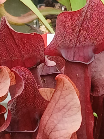 Sarracenia x chelsonii