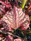 Sarracenia x 'Daniel Rudd'