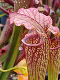 Sarracenia x 'Daniel Rudd'