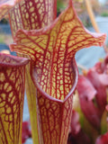 Sarracenia x 'Daniel Rudd'