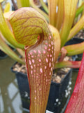 Sarracenia x (S. minor x S. gilpini)