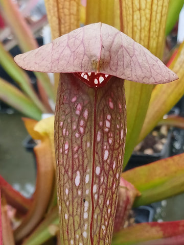 Sarracenia x (S. minor x S. gilpini)