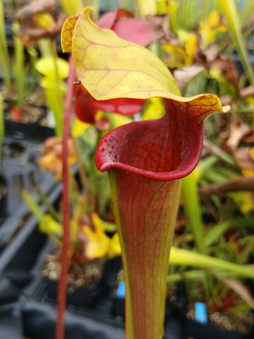Sarracenia x (S. alata var. rubrioperculata x S. flava var. rubricorpora)