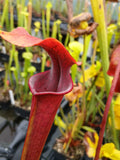 Sarracenia x (S. alata var. rubrioperculata x S. flava var. rubricorpora)