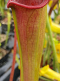 Sarracenia x (S. alata var. rubrioperculata x S. flava var. rubricorpora)