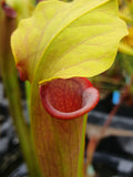 Sarracenia x (S. alata var. rubrioperculata x S. flava var. rubricorpora)