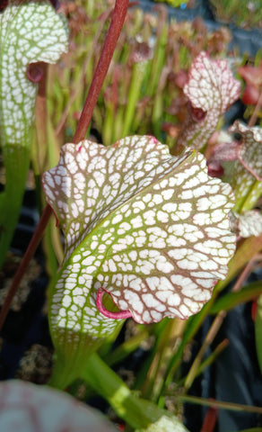 Sarracenia x hybride #1