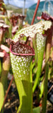 Sarracenia x hybride #1